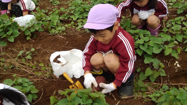 KIMG1946R1.10.24 年長芋掘り