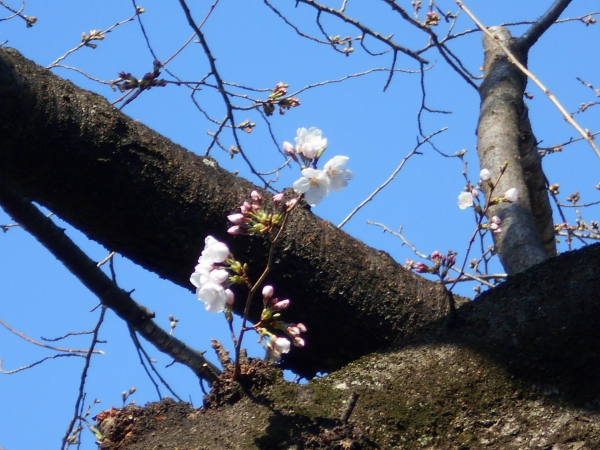 桜２